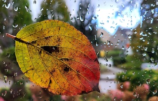 Het toppunt van herfst?  Bladeren die tegen de natte ramen waaien...