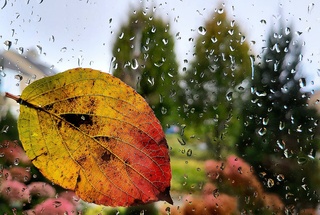 Het toppunt van herfst?  Bladeren die tegen de natte ramen waaien...