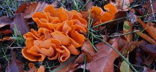 Oranje zwam 