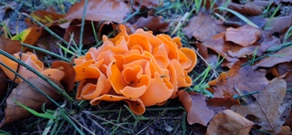 Knaloranje