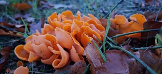 Mooie oranje zwam