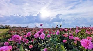 Wat een mooie bloemrijk mooie start van de dag.