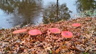 Groepje vliegenzwammen