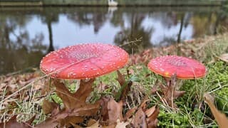 Vliegenzwammen aan de slootkant