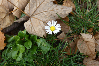 Madeliefje tussen de herfstbladeren.