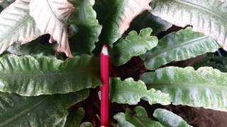 Spannende verkiezingen 