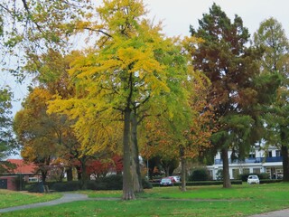 herfstbomen
