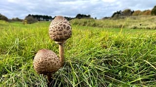 rustig herfstweer vandaag