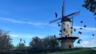 Vogels bij de molen