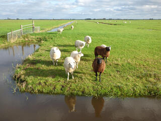 Echt genieten in de polder van Eemnes vanmiddag.