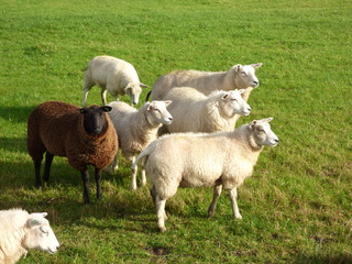 Echt genieten in de polder van Eemnes vanmiddag.