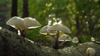 Een stam vol porcelein zwammetjes