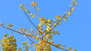 Waarom is de lucht blauw?
