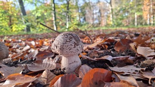 Paddestoel in het zonnetje 