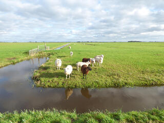 Genieten in de polder.