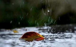 Van de regen in de drup