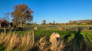 Schapen genieten nu ook met die zon erbij 