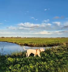 Mooie namiddag in Noord Holland, Warder