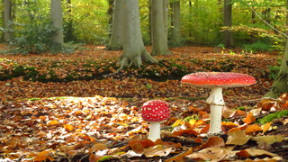 Herfst op zijn mooist!