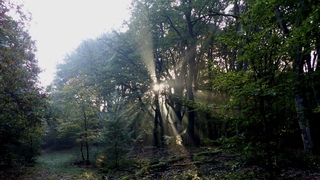 Zonnestralen tussen herfstbomen