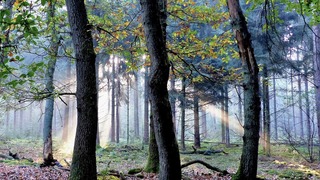 Zonneharpen tussen herfstbomen