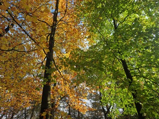 2 verschillende beuken 