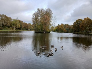 Ganzen in onze natuur