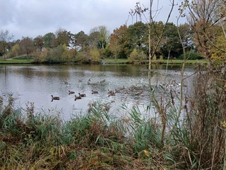 Ganzen in de herfst.