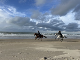 Paarden op het strand 