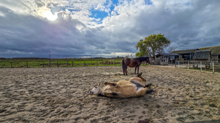 Paarden genieten lekker buiten met het mooie weer