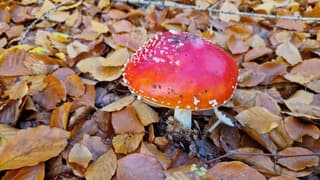 Op een grote paddenstoel 