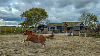 Paard lekker aan het draven, nog steeds droog om 14.00 uur