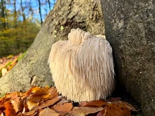 Zwam in het zonnetje.