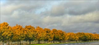 Kleurrijke herfstbomen 