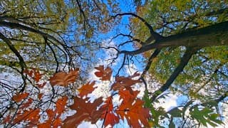 Alle herfstkleuren in het bos