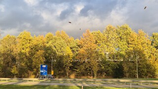 Zon op de bomen,bladeren vallen 