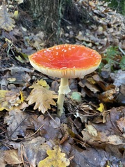 Glanzende vliegenzwam 