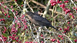 Vanmiddag toen de zon er net even door kwam