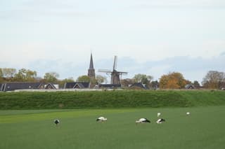 Wel 50 ooievaars vandaag bij Megen bij Oss 