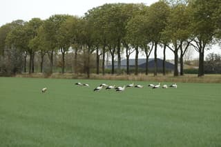 Wel 50 ooievaars vandaag bij Megen bij Os. Verspreid over 3 weilanden.