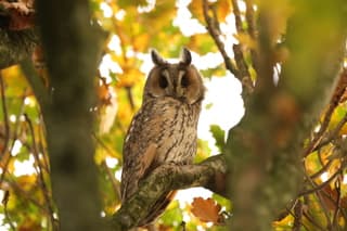 Ransuilen in de roesttijd in hun favoriete boom