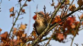 Kramsvogel hoog in de boom