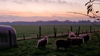 Ochtendgloren in Wapse 