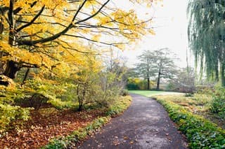 Herfstbladeren in de zon