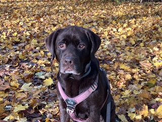 Bailey en herfstbladeren 