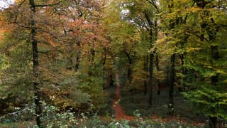Herfst in Reichswald Kleve