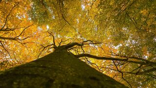 Zon op de herfstbladeren