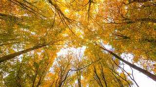 Herfstkleuren van onderen