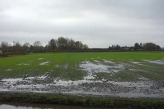 Kletsnat op het land