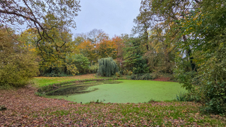 Vijver in het Cittersbos nogal groen, door draad_ zweefalgen?